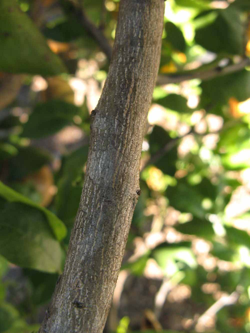              Second - third year twig (Winter Haven, FL)       